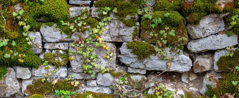Breites Panorama einer alten Natursteinmauer, die mit grünem und braunem Moos und Efeu als natürlichem Hintergrund bedeckt ist.